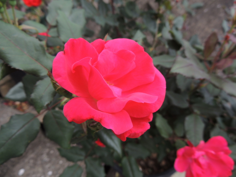 f:id:rotling:20120615081842j:image