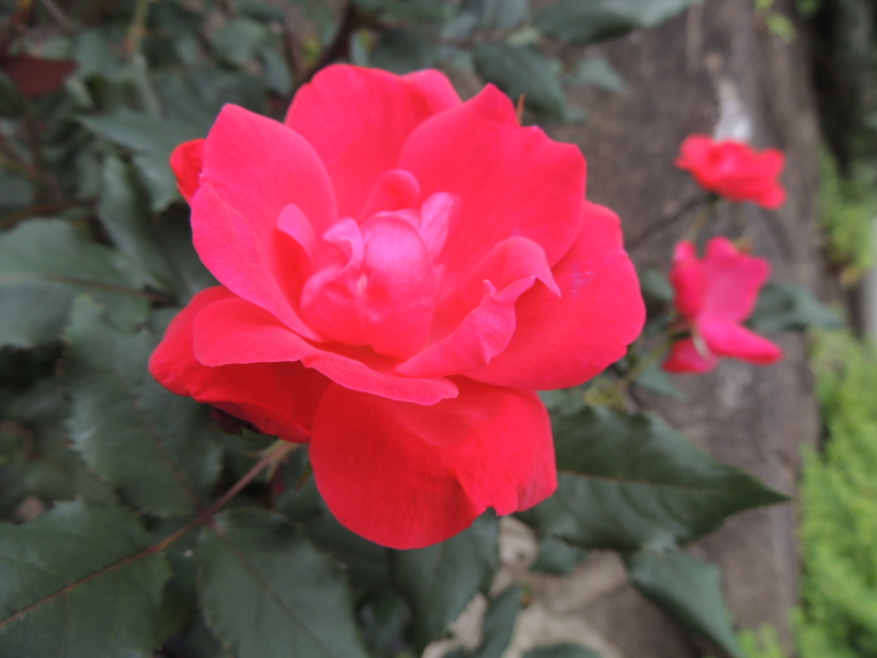 f:id:rotling:20120615081845j:image