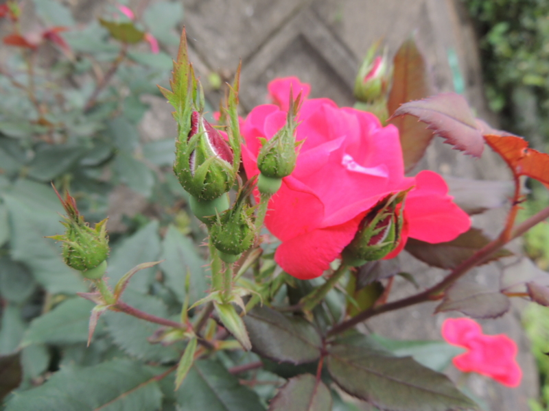 f:id:rotling:20120615081849j:image
