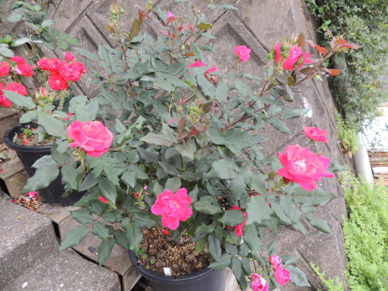 f:id:rotling:20120615081853j:image