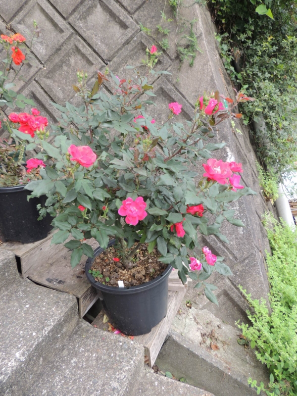 f:id:rotling:20120615081856j:image