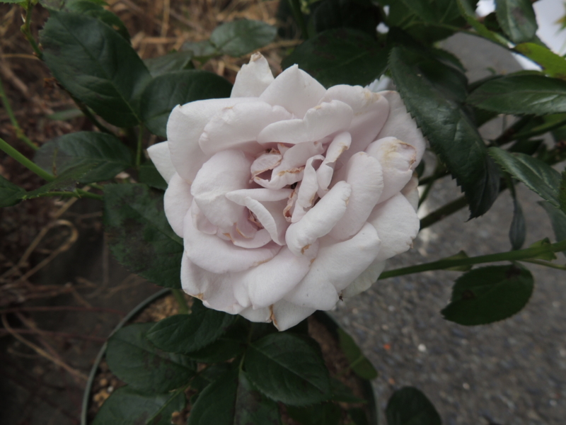 f:id:rotling:20120615081924j:image