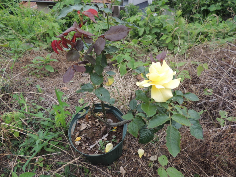 f:id:rotling:20120615081938j:image