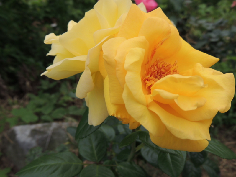 f:id:rotling:20120615082142j:image