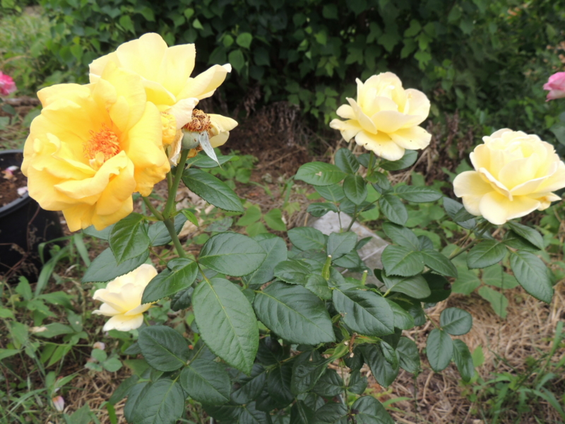 f:id:rotling:20120615082146j:image