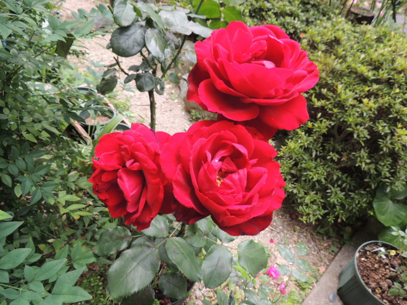 f:id:rotling:20120615101616j:image