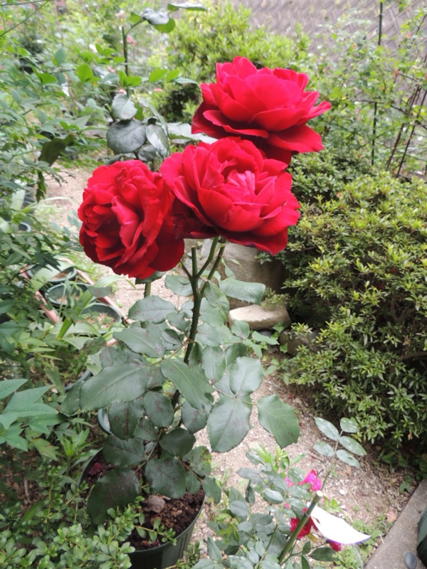 f:id:rotling:20120615101622j:image