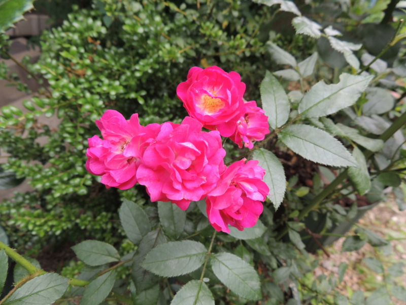 f:id:rotling:20120615101625j:image