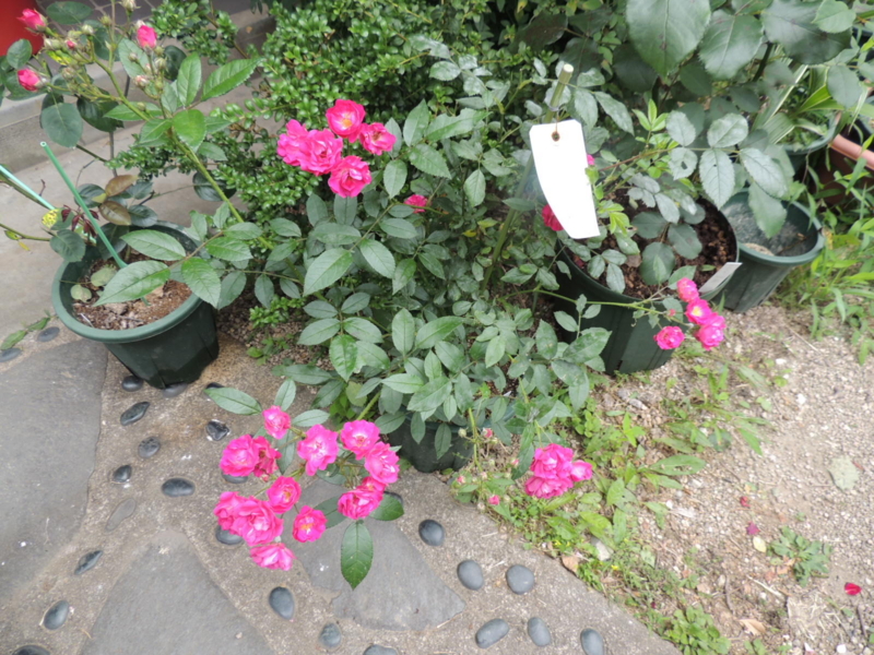 f:id:rotling:20120615101631j:image