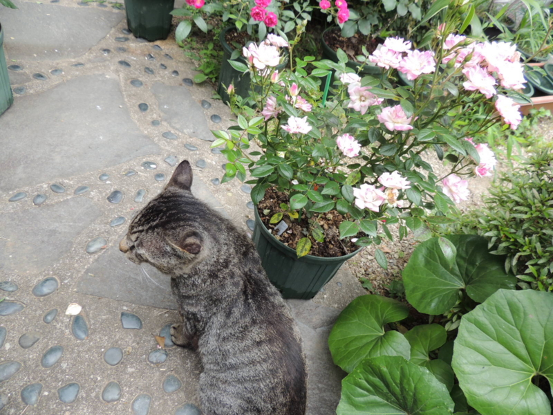 f:id:rotling:20120615101726j:image