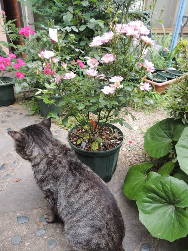 f:id:rotling:20120615101730j:image