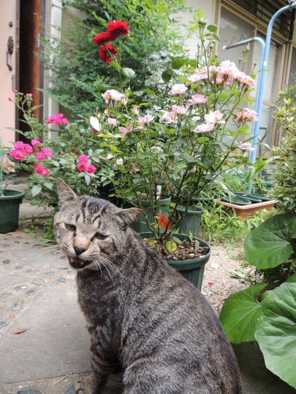 f:id:rotling:20120615101738j:image