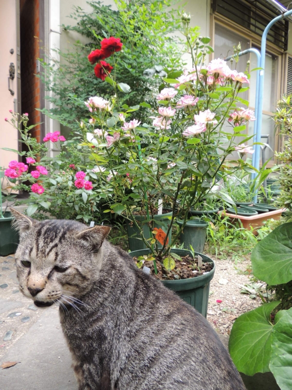 f:id:rotling:20120615101750j:image