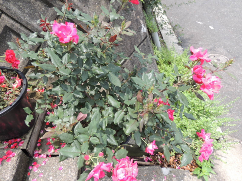 f:id:rotling:20120620120434j:image