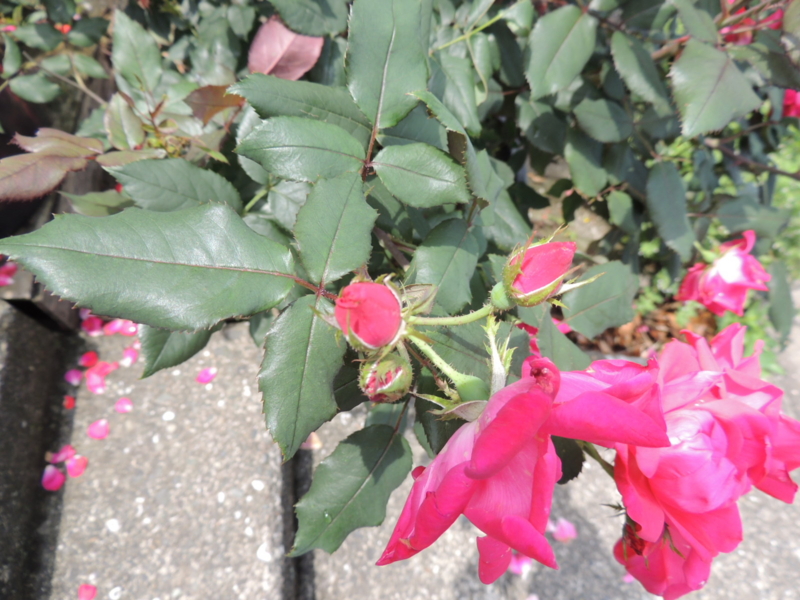 f:id:rotling:20120620120438j:image