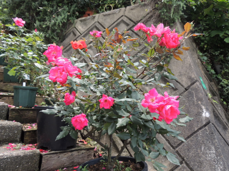 f:id:rotling:20120620120900j:image