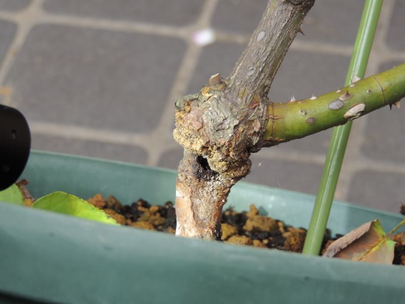 f:id:rotling:20120625115140j:image