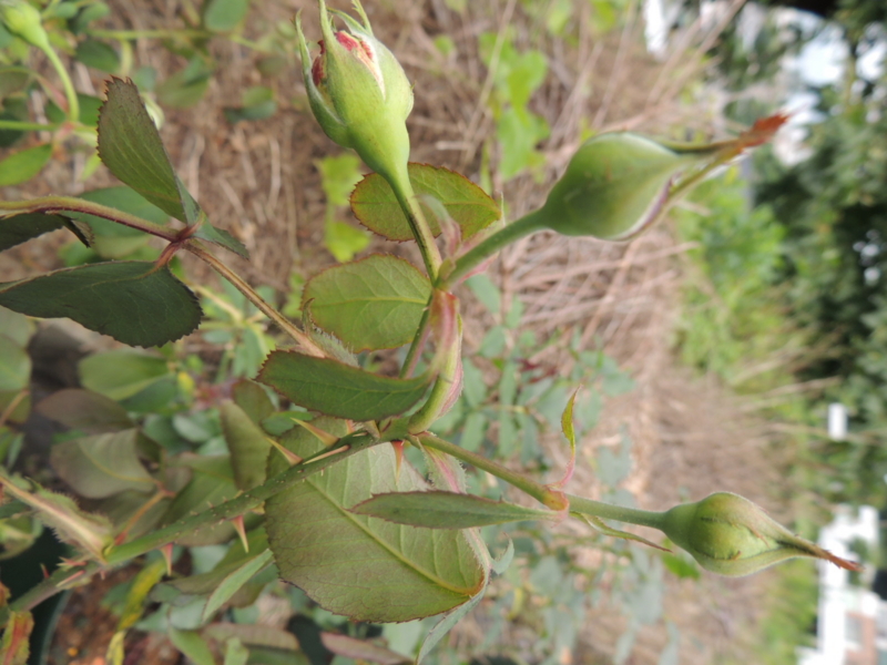 f:id:rotling:20120629133136j:image