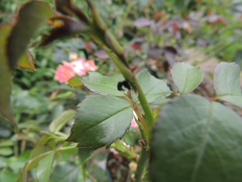 f:id:rotling:20120629133200j:image