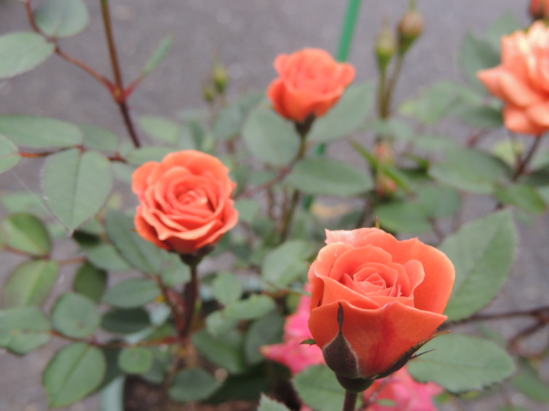 f:id:rotling:20120629173002j:image