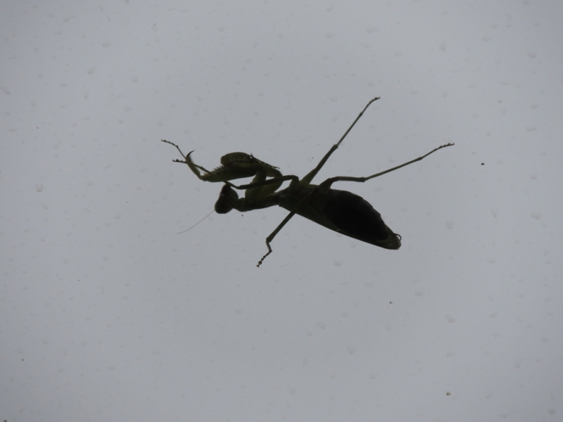 f:id:rotling:20120917174534j:image