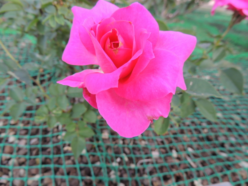 f:id:rotling:20121015153111j:image