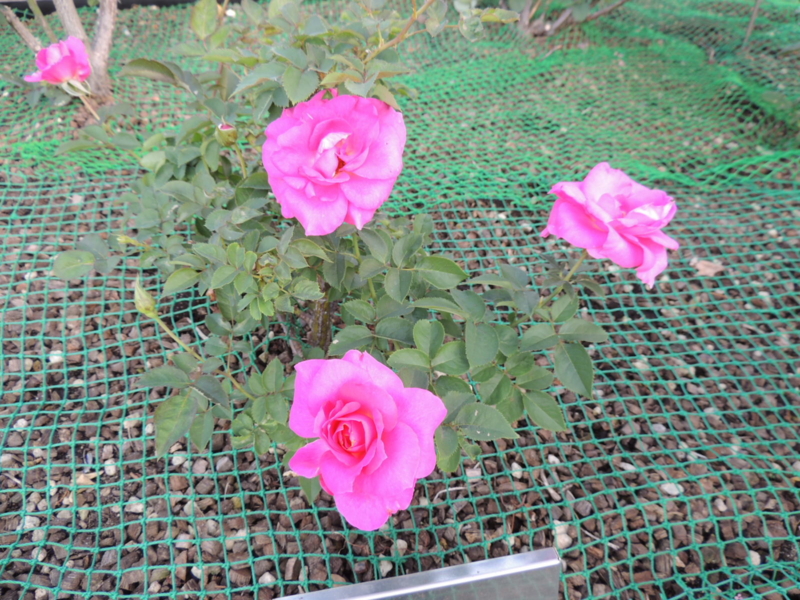 f:id:rotling:20121015153118j:image