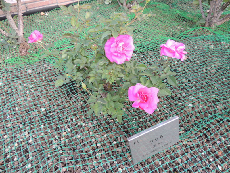 f:id:rotling:20121015153123j:image