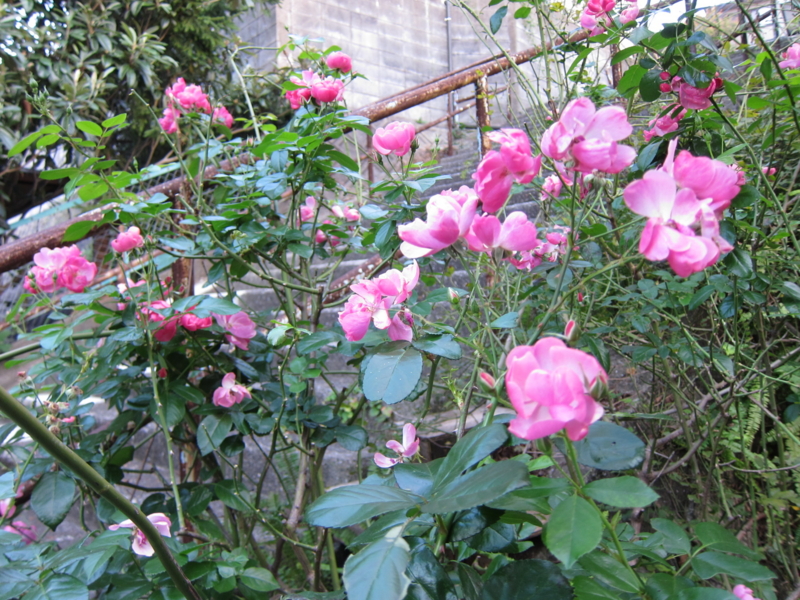 f:id:rotling:20121103163249j:image