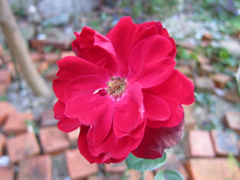 f:id:rotling:20121103163307j:image