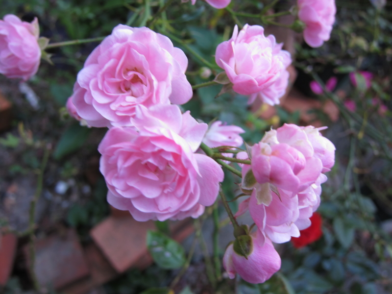 f:id:rotling:20121103163314j:image