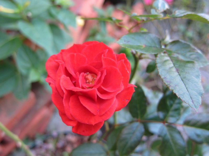f:id:rotling:20121103163320j:image