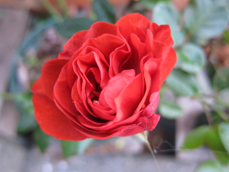 f:id:rotling:20121103163326j:image