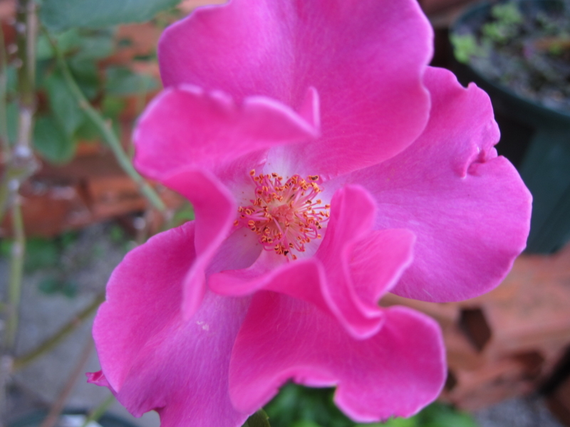 f:id:rotling:20121103163337j:image