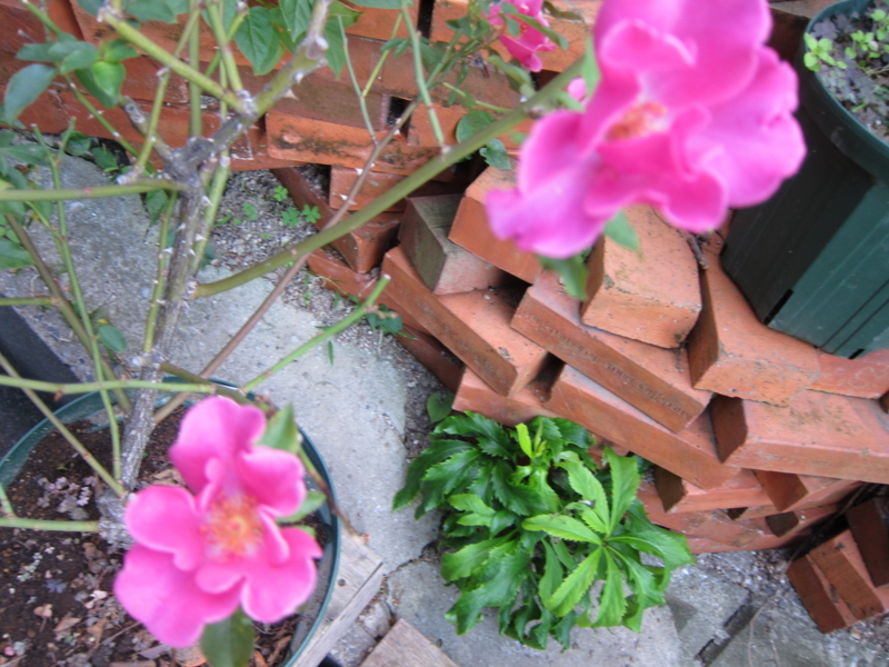 f:id:rotling:20121103163343j:image