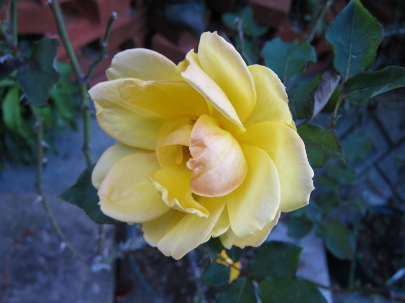 f:id:rotling:20121103163349j:image