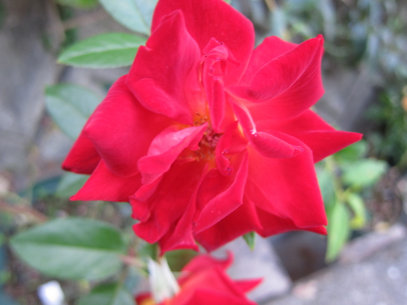 f:id:rotling:20121103163357j:image