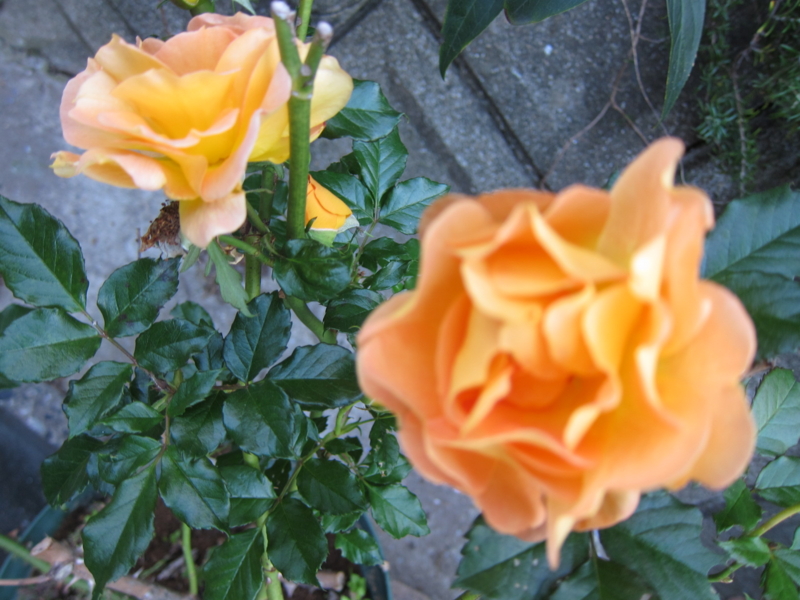 f:id:rotling:20121103163404j:image
