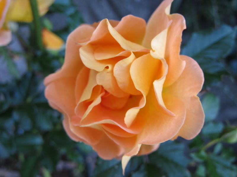 f:id:rotling:20121103163409j:image