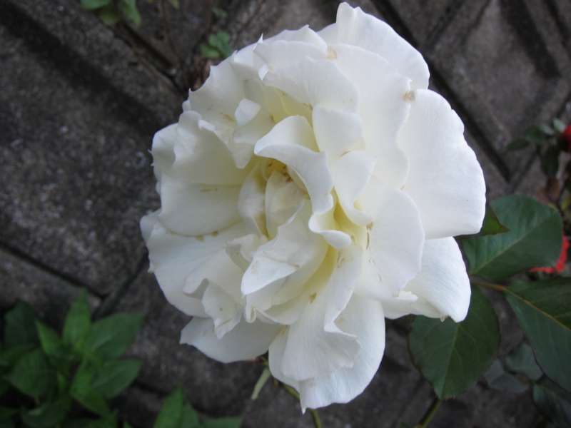 f:id:rotling:20121103163417j:image