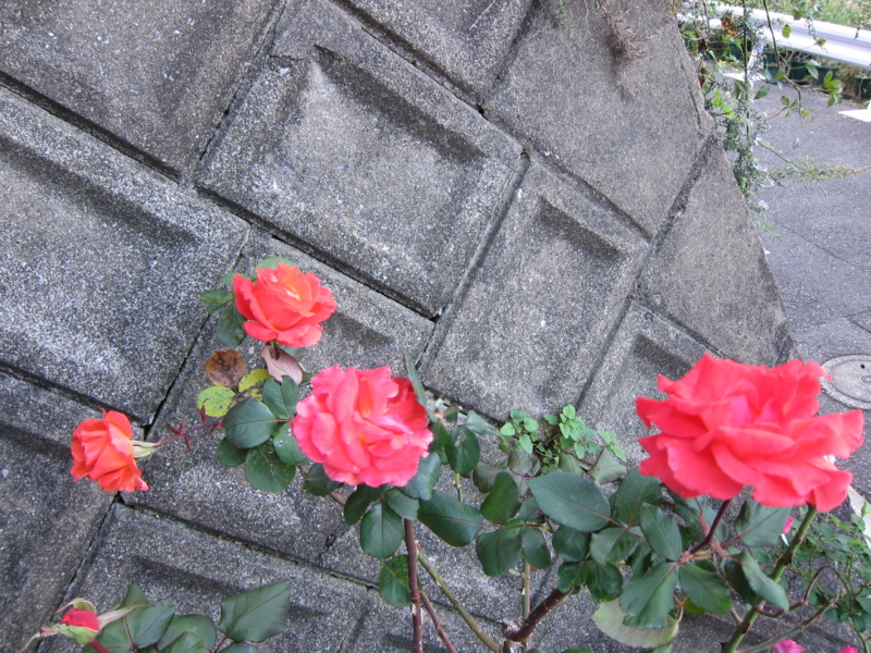 f:id:rotling:20121103163424j:image