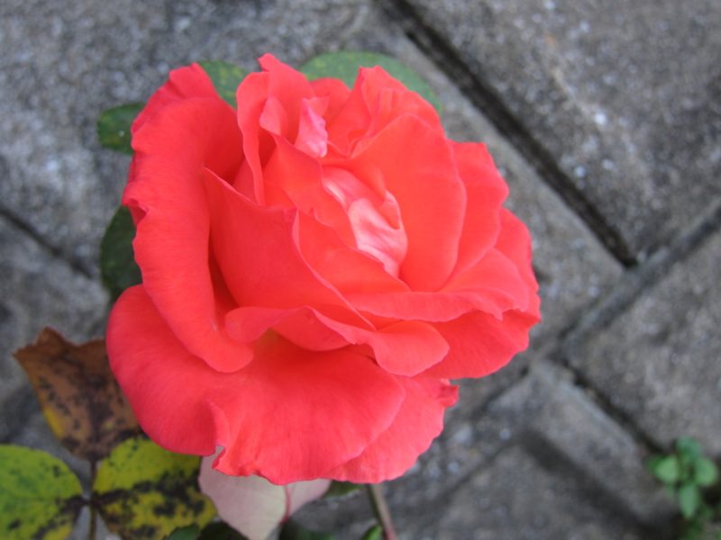 f:id:rotling:20121103163430j:image