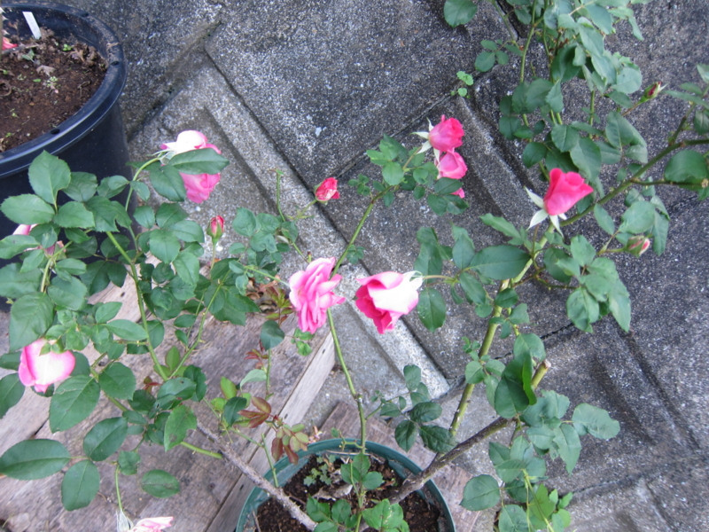 f:id:rotling:20121103163437j:image