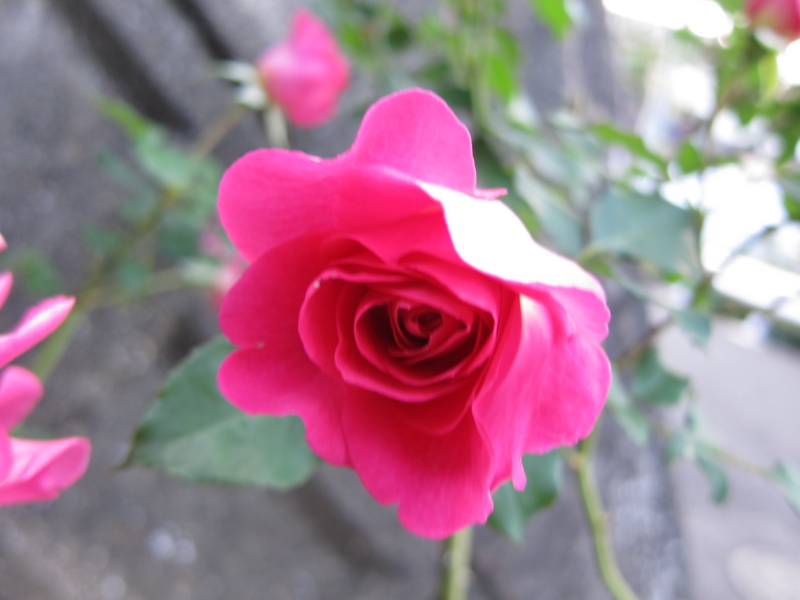 f:id:rotling:20121103163443j:image
