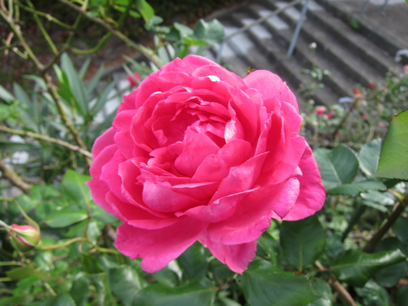 f:id:rotling:20121104101825j:image