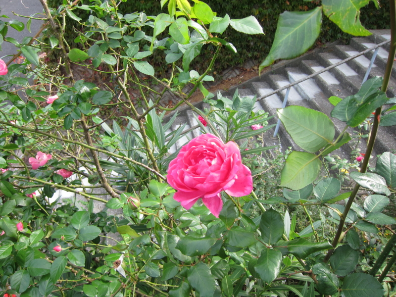f:id:rotling:20121104101830j:image