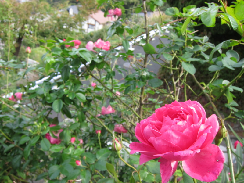 f:id:rotling:20121104101839j:image