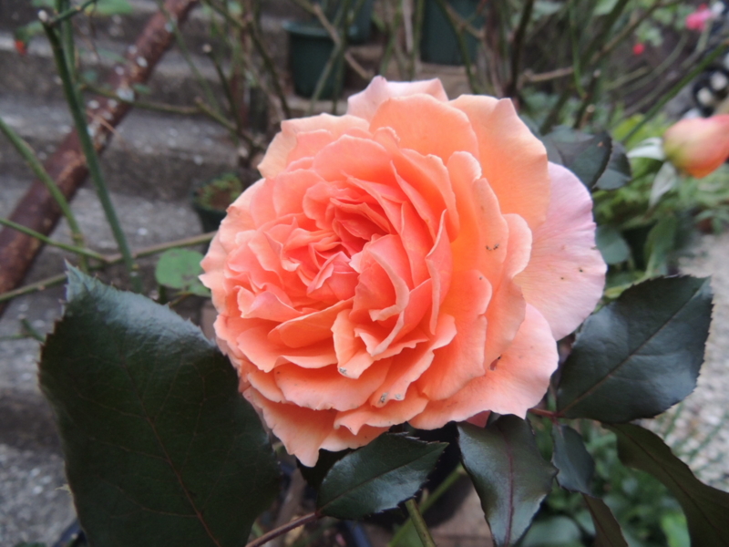 f:id:rotling:20121118170740j:image