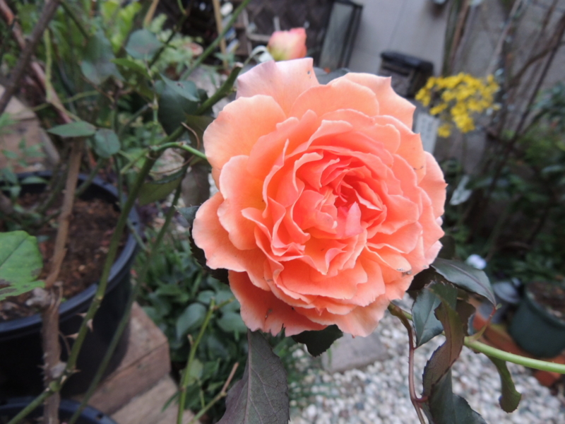 f:id:rotling:20121118170749j:image