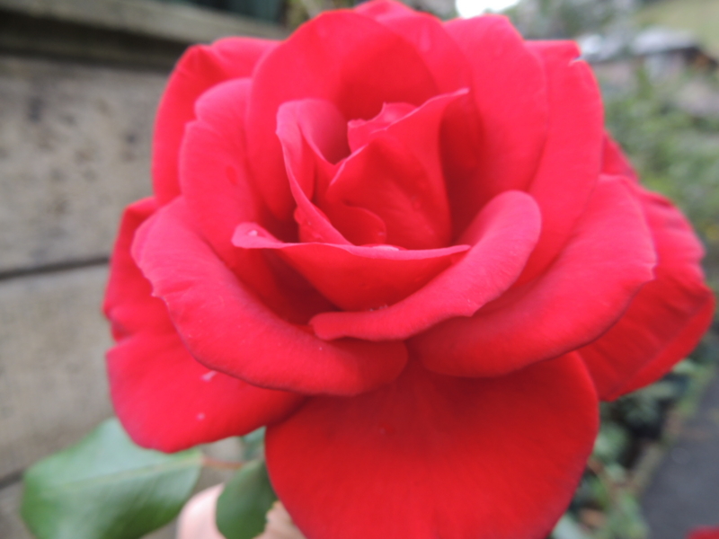 f:id:rotling:20121124125213j:image